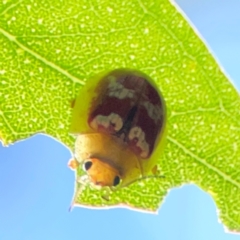 Paropsisterna laesa species complex at Russell, ACT - 4 Mar 2024