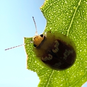 Paropsisterna laesa species complex at Russell, ACT - 4 Mar 2024