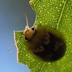 Paropsisterna laesa species complex at Russell, ACT - 4 Mar 2024