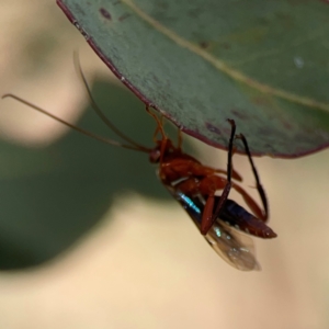 Lissopimpla excelsa at Russell, ACT - 4 Mar 2024