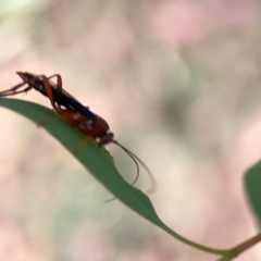 Lissopimpla excelsa at Russell, ACT - 4 Mar 2024