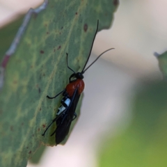 Rayieria basifer (Braconid-mimic plant bug) at Russell, ACT - 4 Mar 2024 by Hejor1