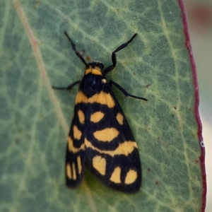 Asura lydia (Lydia Lichen Moth) at Russell, ACT by Hejor1