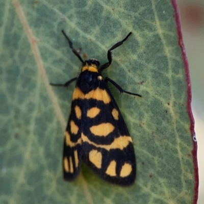 Asura lydia (Lydia Lichen Moth) at Russell, ACT - 4 Mar 2024 by Hejor1