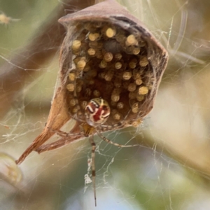 Theridion pyramidale at Russell, ACT - 4 Mar 2024 04:36 PM