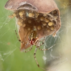 Theridion pyramidale at Russell, ACT - 4 Mar 2024 04:36 PM