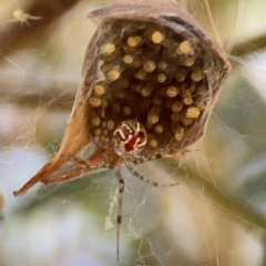 Theridion pyramidale at Russell, ACT - 4 Mar 2024