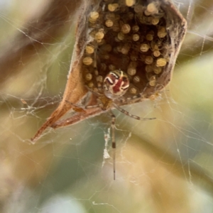 Theridion pyramidale at Russell, ACT - 4 Mar 2024 04:36 PM