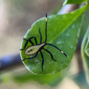 Amorbus sp. (genus) at Russell, ACT - 4 Mar 2024