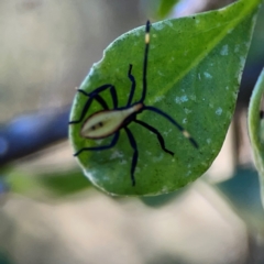 Amorbus sp. (genus) at Russell, ACT - 4 Mar 2024