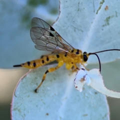 Xanthopimpla sp. (genus) (A yellow Ichneumon wasp) at Russell, ACT - 4 Mar 2024 by Hejor1