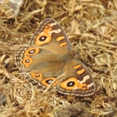 Junonia villida (Meadow Argus) at Wingecarribee Local Government Area - 3 Mar 2024 by GlossyGal