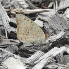 Junonia villida at Wingecarribee Local Government Area - suppressed