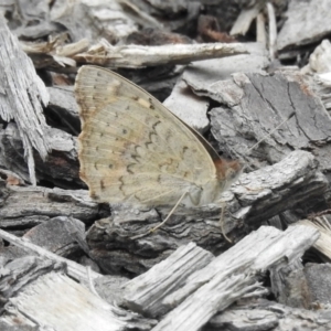 Junonia villida at Wingecarribee Local Government Area - 3 Mar 2024