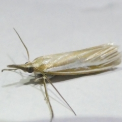 Hednota species near grammellus (Pyralid or snout moth) at Belconnen, ACT - 3 Mar 2024 by JohnGiacon