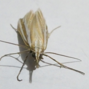 Hednota species near grammellus at Emu Creek Belconnen (ECB) - 3 Mar 2024