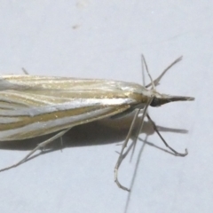 Hednota species near grammellus at Emu Creek Belconnen (ECB) - 3 Mar 2024