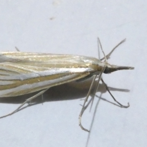 Hednota species near grammellus at Emu Creek Belconnen (ECB) - 3 Mar 2024