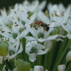 Lasioglossum sp. (genus) at Hall, ACT - 4 Mar 2024