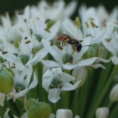 Lasioglossum sp. (genus) (Furrow Bee) at Hall, ACT - 4 Mar 2024 by Anna123