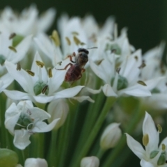 Lasioglossum sp. (genus) at Hall, ACT - 4 Mar 2024