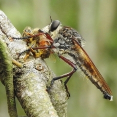 Colepia malleola (A robber fly) at Burradoo, NSW - 3 Mar 2024 by GlossyGal