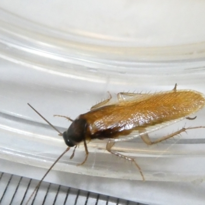 Blattidae sp. (family) (Unidentified blattid cockroach) at Flea Bog Flat to Emu Creek Corridor - 3 Mar 2024 by JohnGiacon