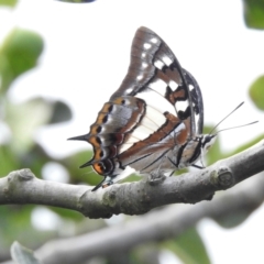 Charaxes sempronius (Tailed Emperor) at Burradoo, NSW - 3 Mar 2024 by GlossyGal