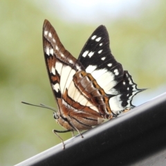 Charaxes sempronius at Wingecarribee Local Government Area - suppressed