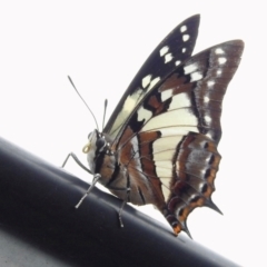 Charaxes sempronius at Wingecarribee Local Government Area - suppressed