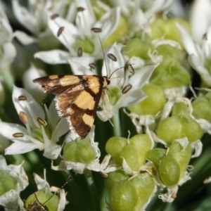 Deuterarcha xanthomela at Hall, ACT - 4 Mar 2024 04:30 PM