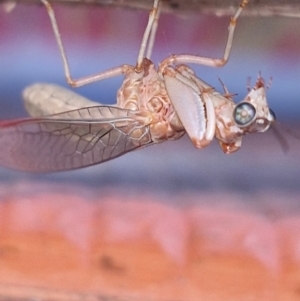 Mantispidae (family) at Kambah, ACT - 2 Mar 2024