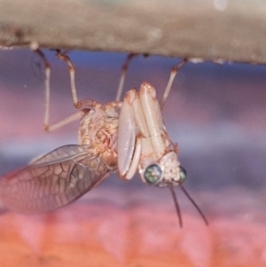 Mantispidae (family) at Kambah, ACT - 2 Mar 2024