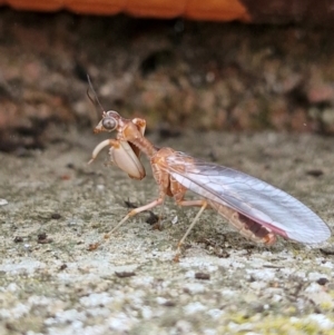 Mantispidae (family) at Kambah, ACT - 2 Mar 2024