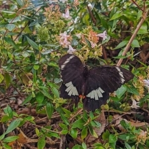 Papilio aegeus at Ngunnawal, ACT - 2 Mar 2024