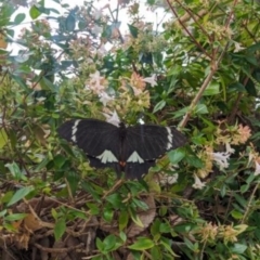 Papilio aegeus at Ngunnawal, ACT - 2 Mar 2024