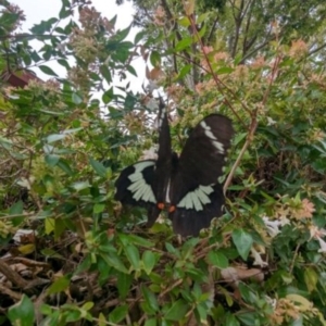 Papilio aegeus at Ngunnawal, ACT - 2 Mar 2024