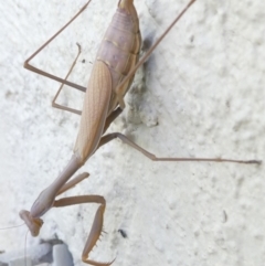 Tenodera australasiae at Flea Bog Flat to Emu Creek Corridor - 3 Mar 2024 by JohnGiacon