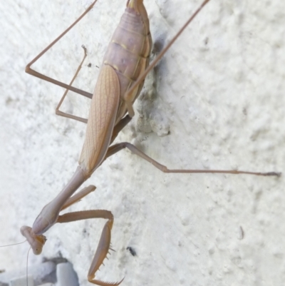 Unidentified Praying mantis (Mantodea) at Belconnen, ACT - 3 Mar 2024 by JohnGiacon