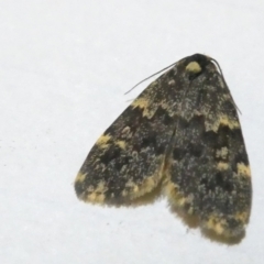 Halone (genus) (A Tiger moth) at Flea Bog Flat to Emu Creek Corridor - 29 Feb 2024 by JohnGiacon