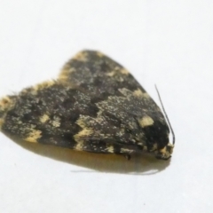 Halone (genus) at Emu Creek Belconnen (ECB) - 29 Feb 2024