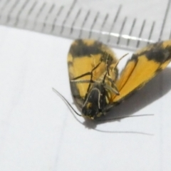 Halone (genus) at Emu Creek Belconnen (ECB) - 29 Feb 2024