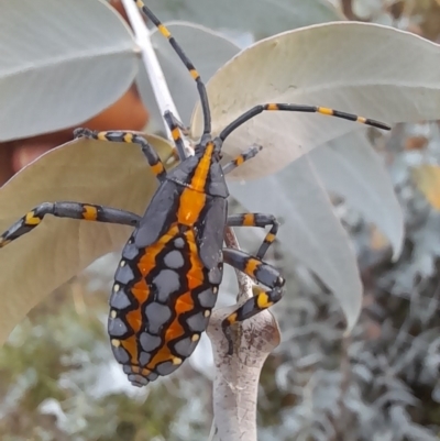 Amorbus atomarius (Eucalyptus Tip-wilter Bug) at Campbell, ACT - 2 Mar 2024 by Jimmyjamjimbles