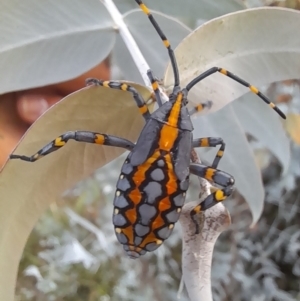 Amorbus atomarius at Mount Ainslie - 2 Mar 2024