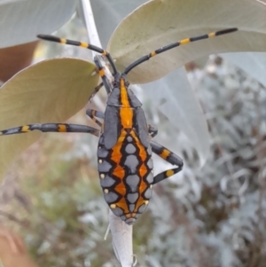 Amorbus atomarius at Mount Ainslie - 2 Mar 2024