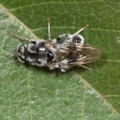 Lecomyia sp. (genus) (Soldier fly) at Higgins, ACT - 4 Mar 2024 by AlisonMilton