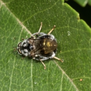 Lecomyia sp. (genus) at suppressed - suppressed