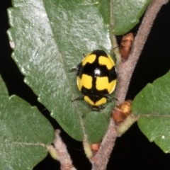 Illeis galbula at Higgins, ACT - 4 Mar 2024 09:45 AM