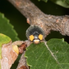 Apolinus lividigaster (Yellow Shouldered Ladybird) at Higgins, ACT - 3 Mar 2024 by AlisonMilton