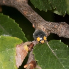 Apolinus lividigaster at Higgins, ACT - 4 Mar 2024